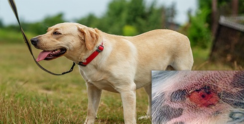 alabama rot